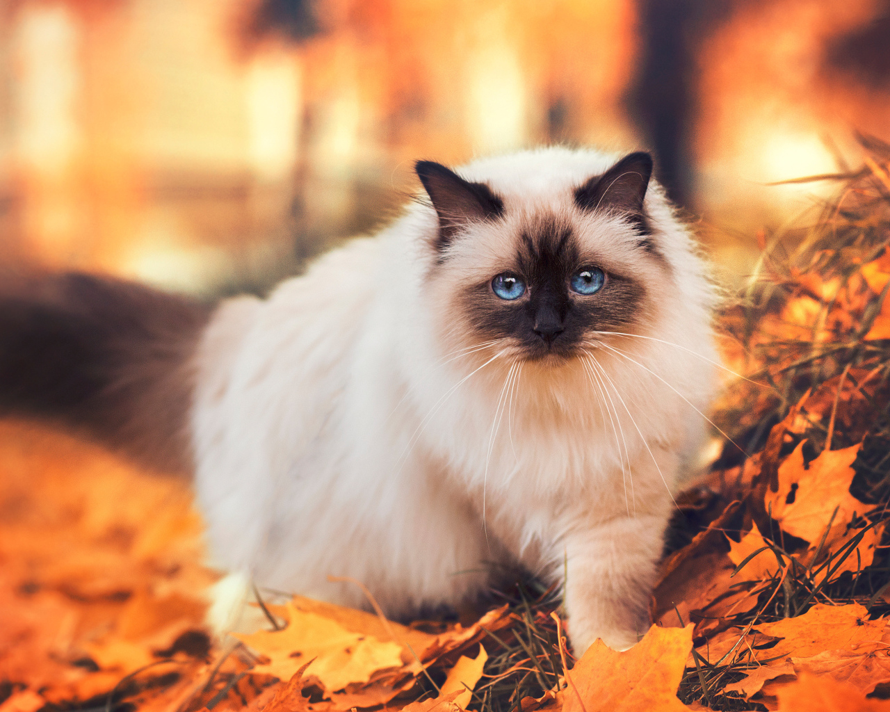 A pedigree Siamese cat with blue eyes walks along the yellow foliage