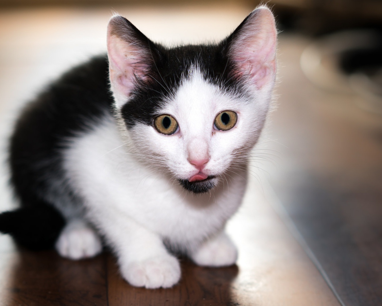 Маленький черно-белый котенок с высунутым языком