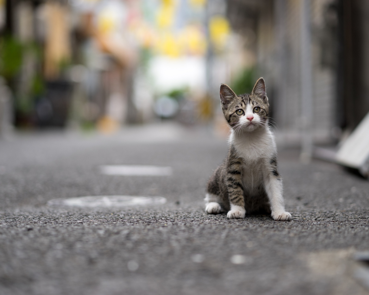 Маленький серый котенок сидит на дороге