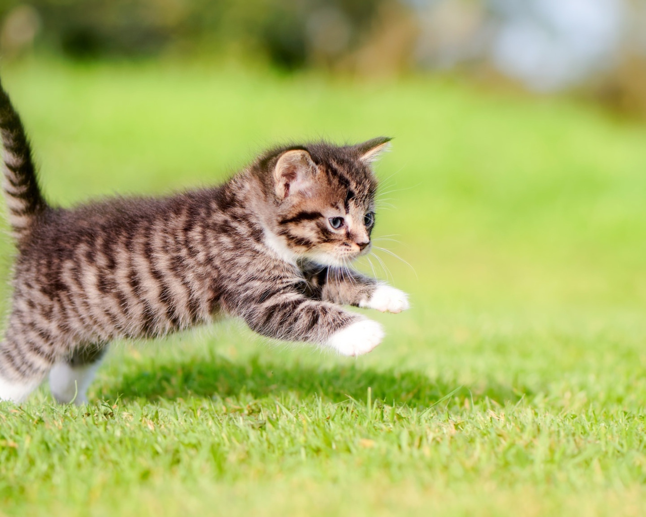 Маленький серый котенок бежит по зеленой траве 