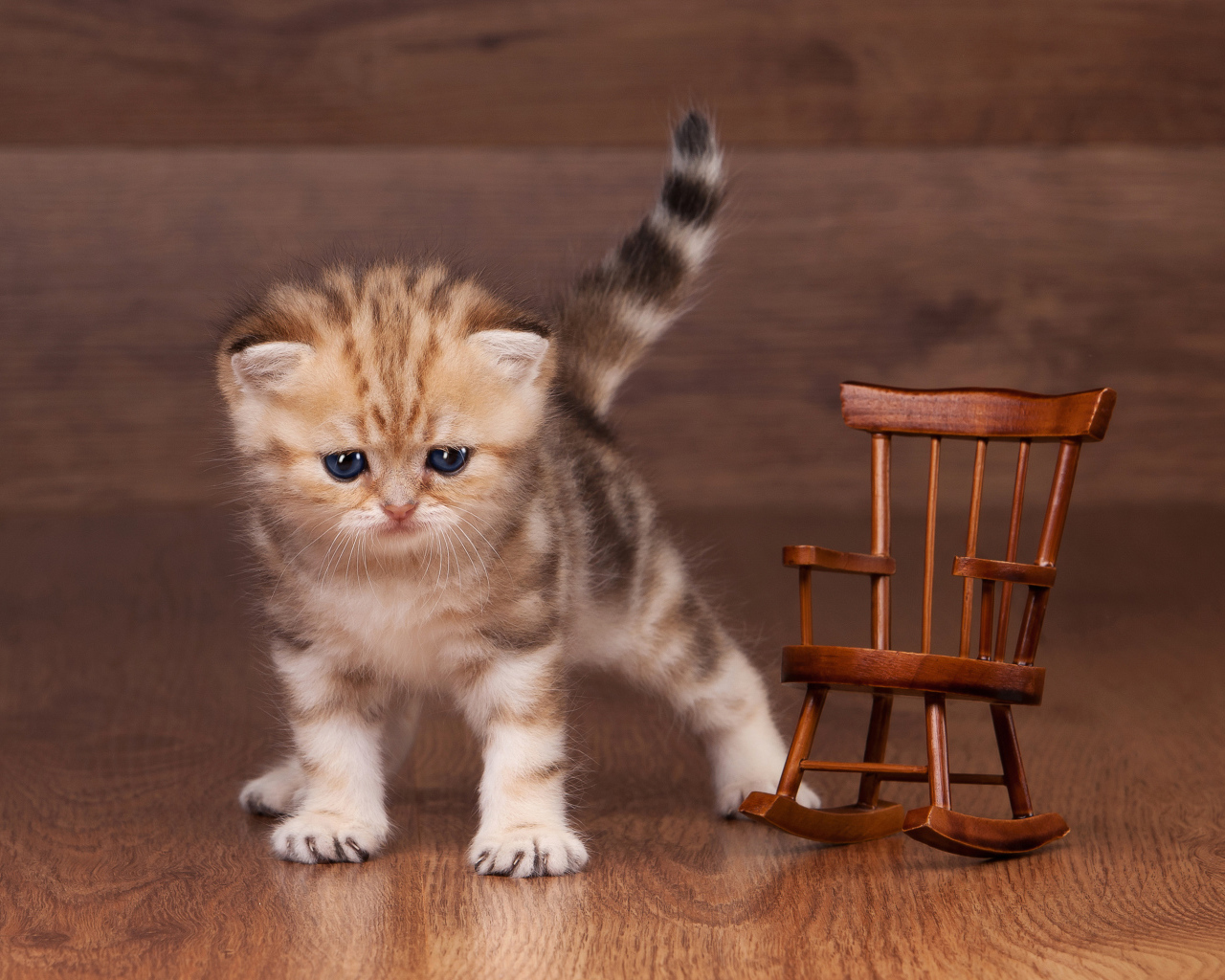 Маленький котенок рядом с игрушечным деревянным креслом