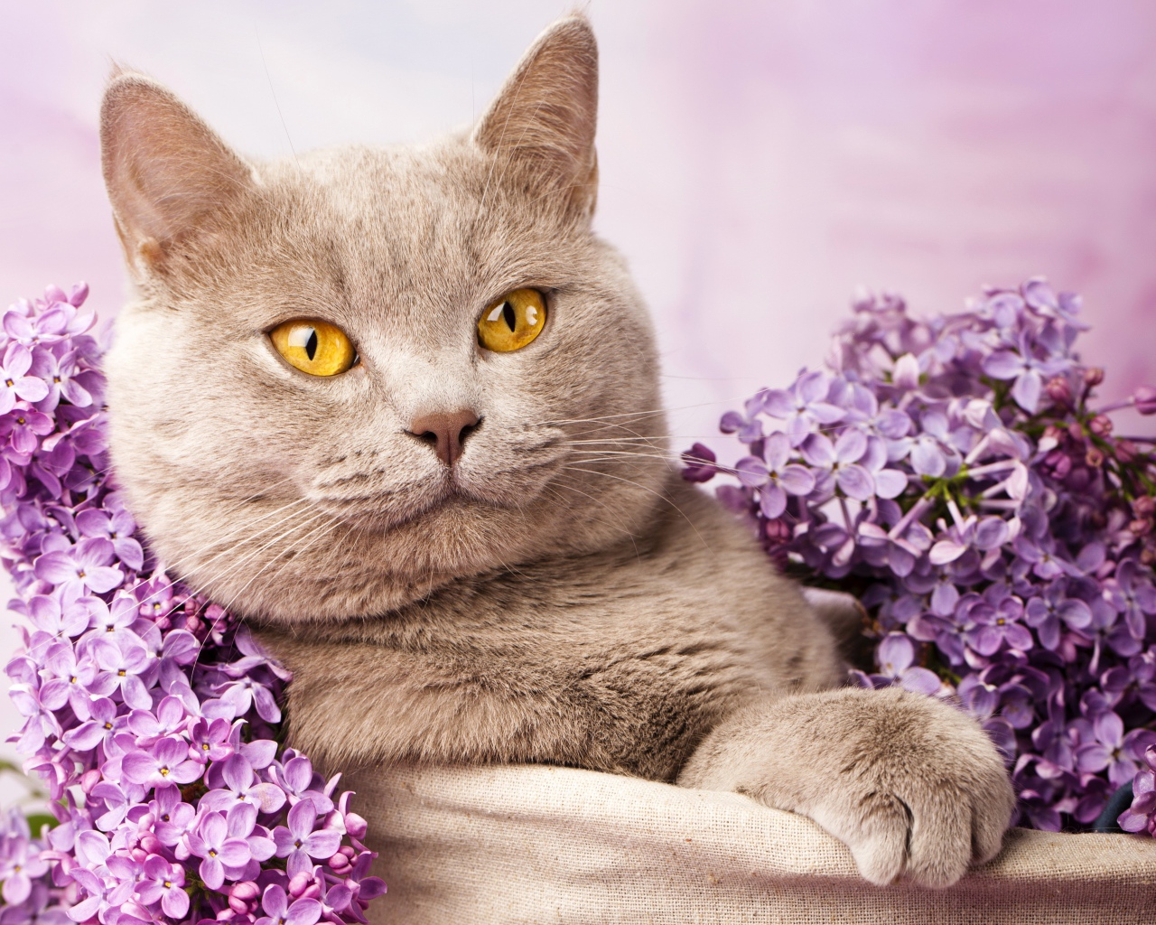 Красивый британский кот с цветами сирени