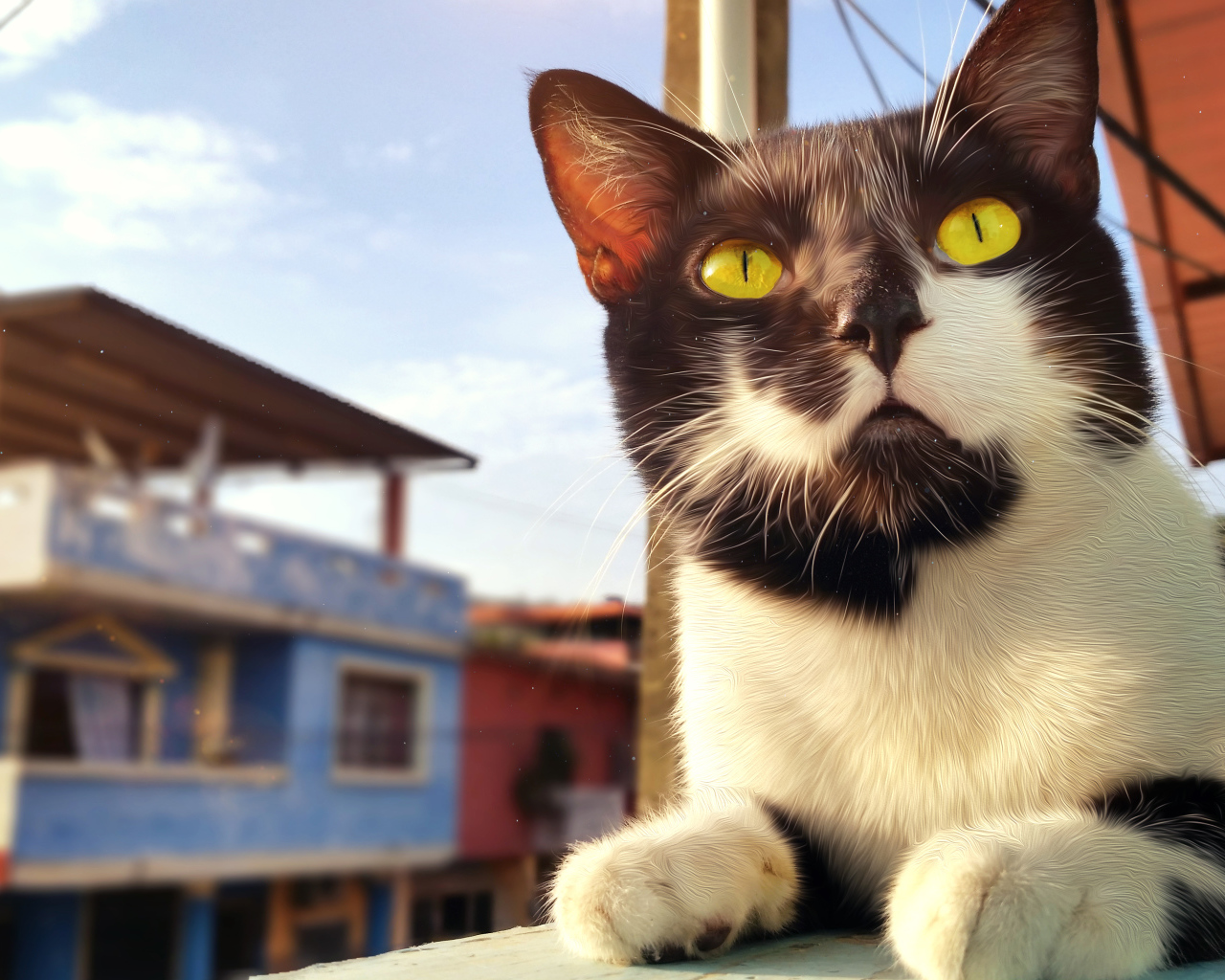 Красивый черно-белый кот с большими желтыми глазами