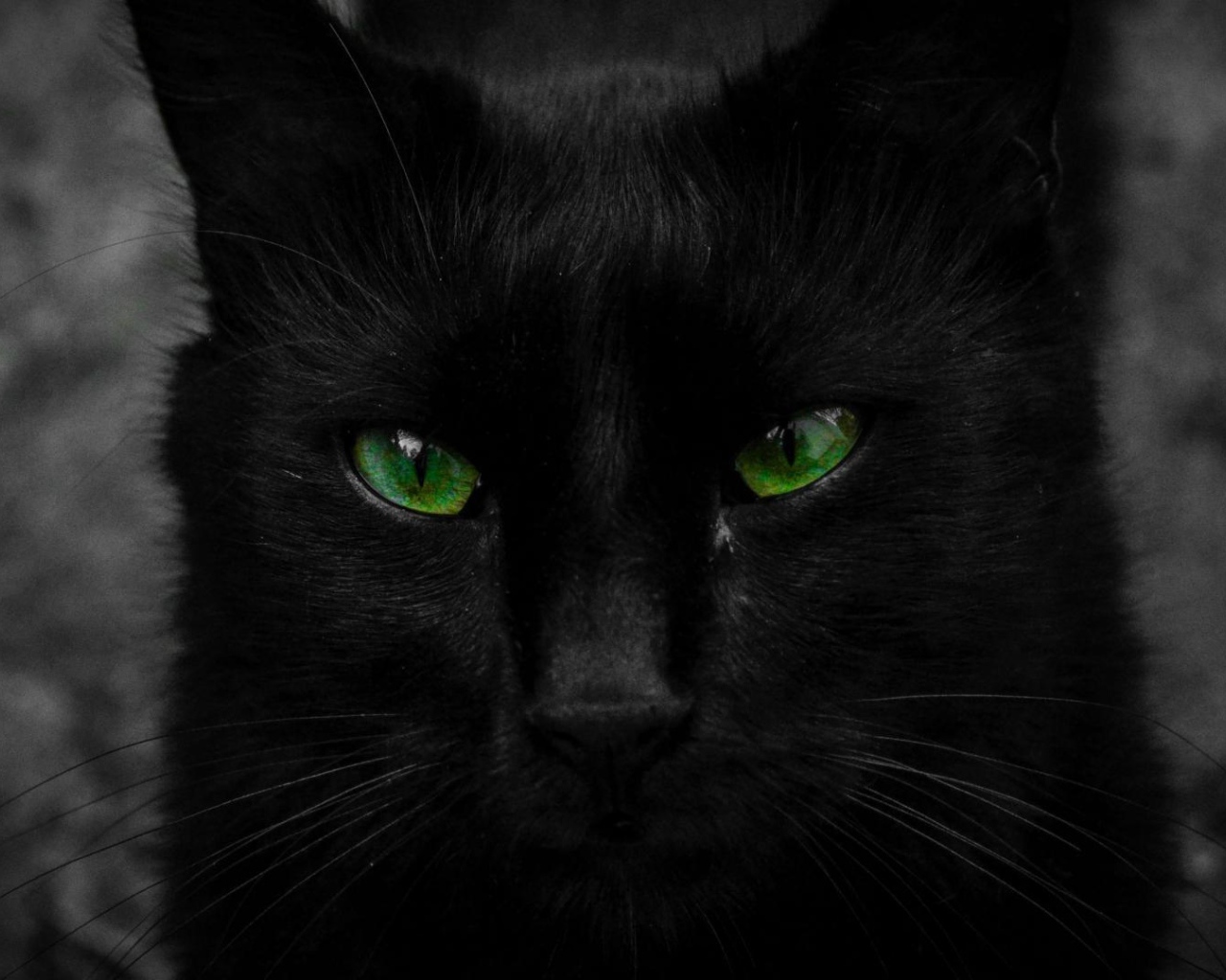 Красивый черный кот с большими зелеными глазами