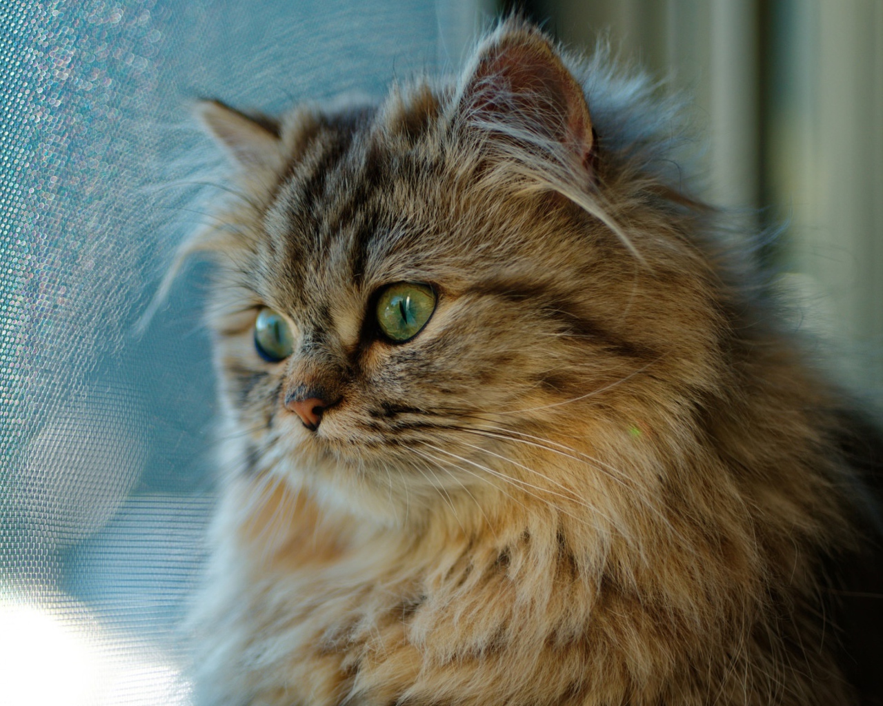 Красивый пушистый зеленоглазый кот смотрит в окно