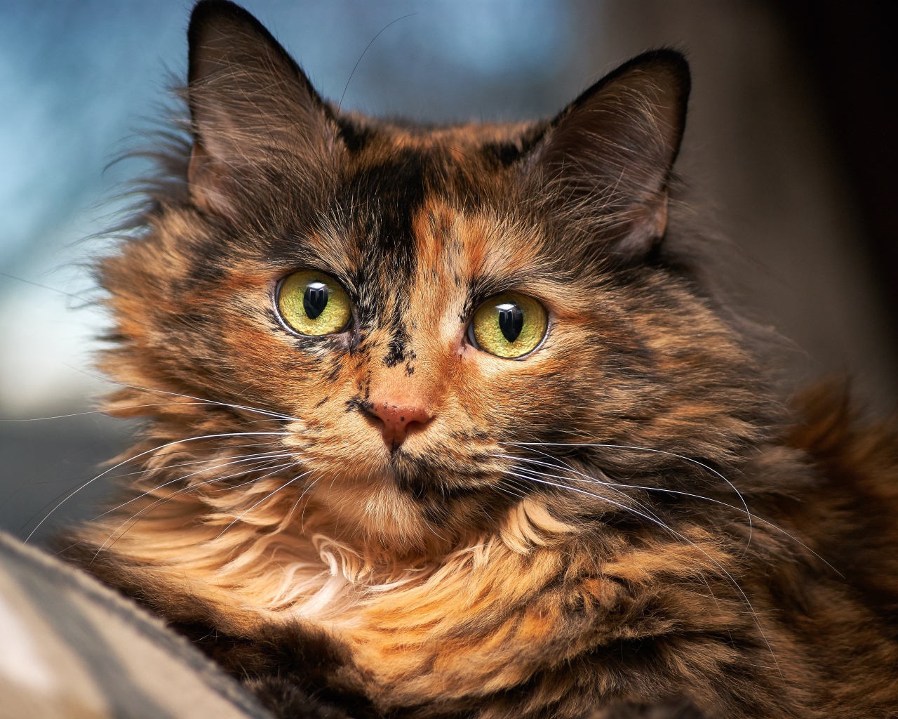 Красивая трехцветная кошка с большими зелеными глазами 