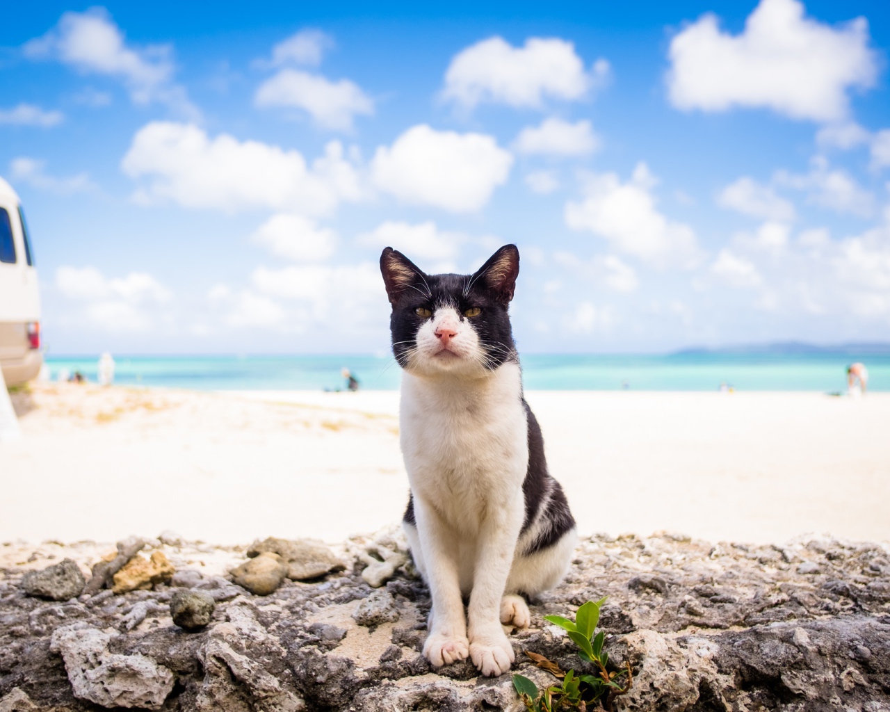 Черно белый кот сидит на пляже под голубым небом