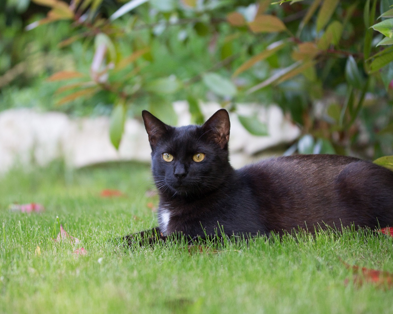 Черный кот лежит на зеленой траве 