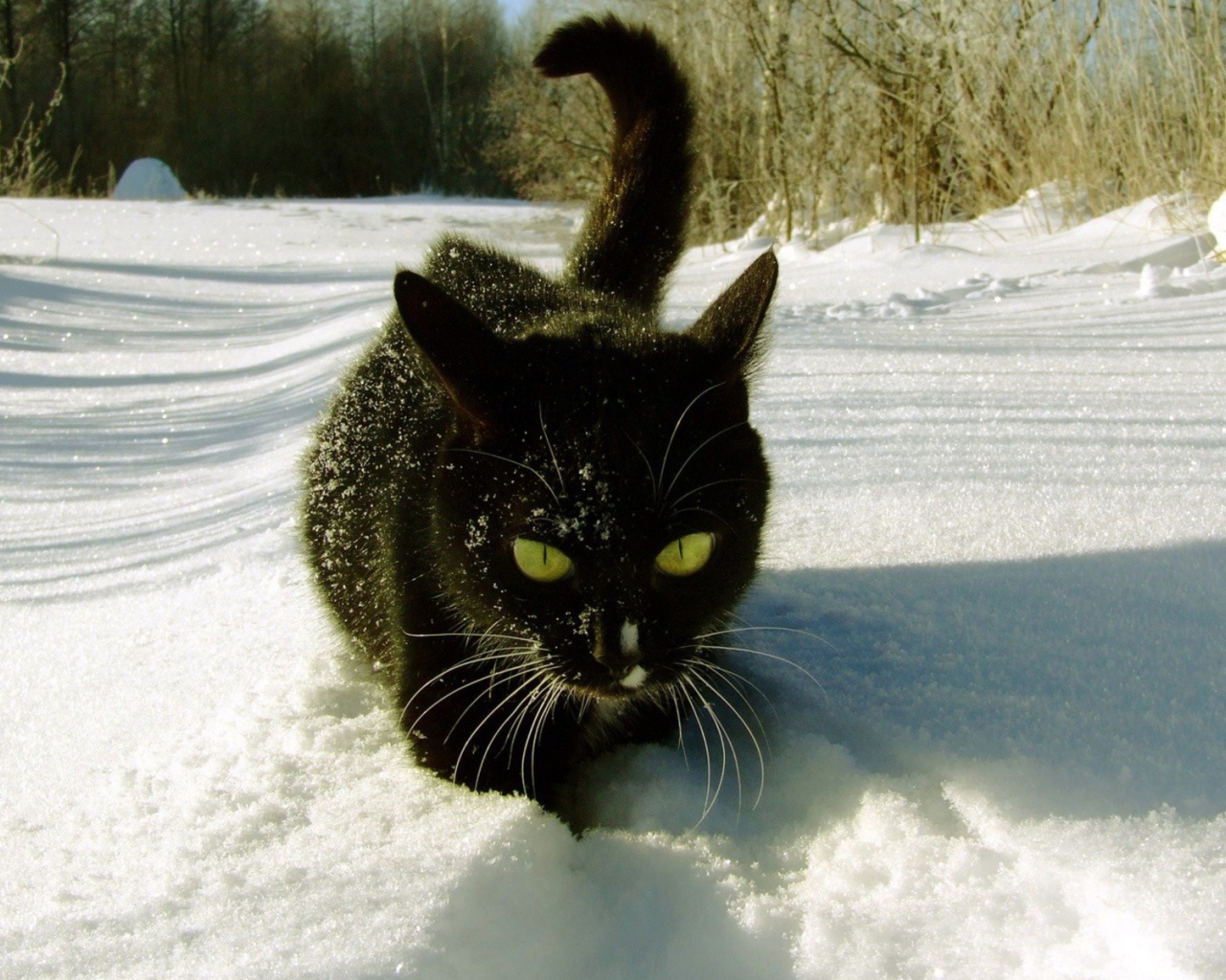 Черный кот с желтыми глазами идет по белому снегу
