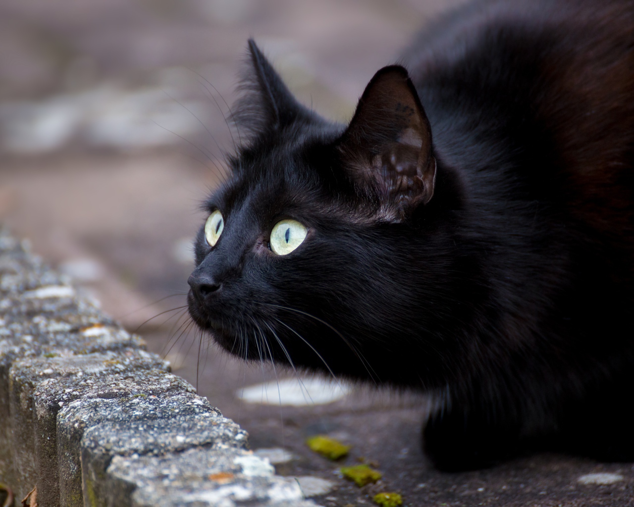 Черный зеленоглазый кот с удивленным взглядом