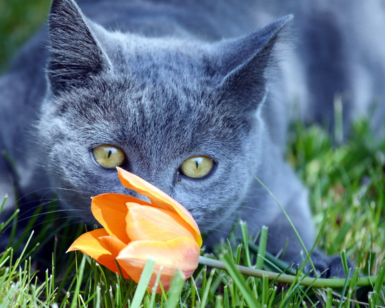 Кот британец нюхает оранжевый тюльпан 