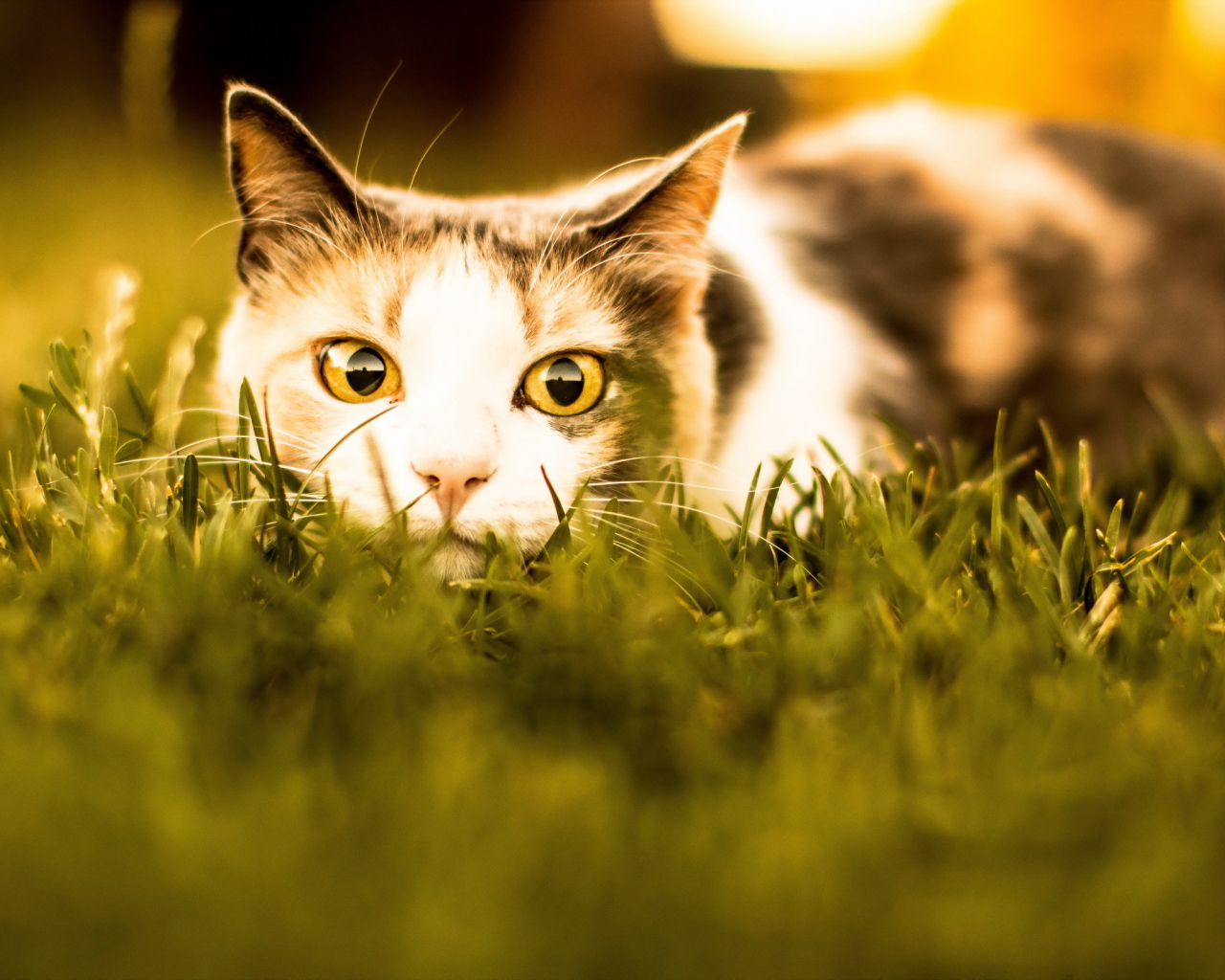 Кошка с желтыми глазами притаилась в траве 