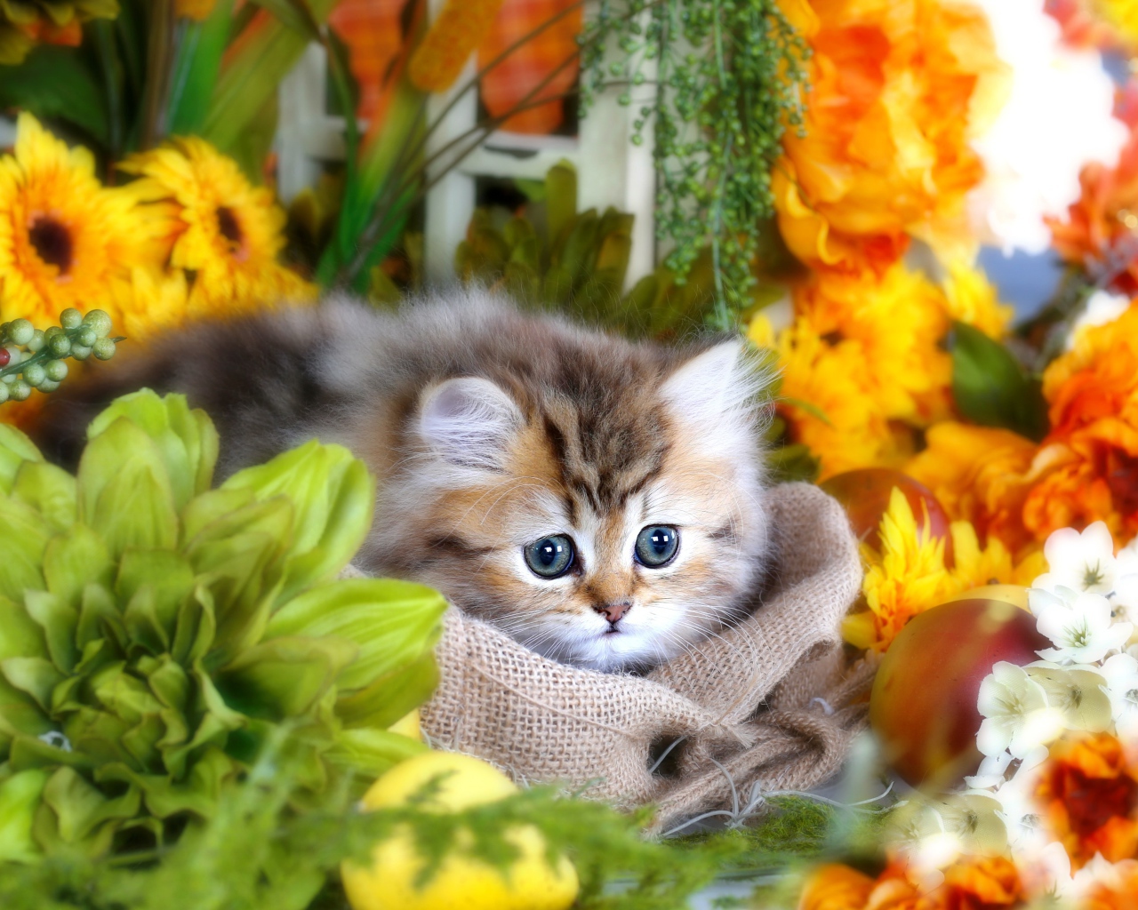 Милый пушистый серый котенок с большими глазами в цветах