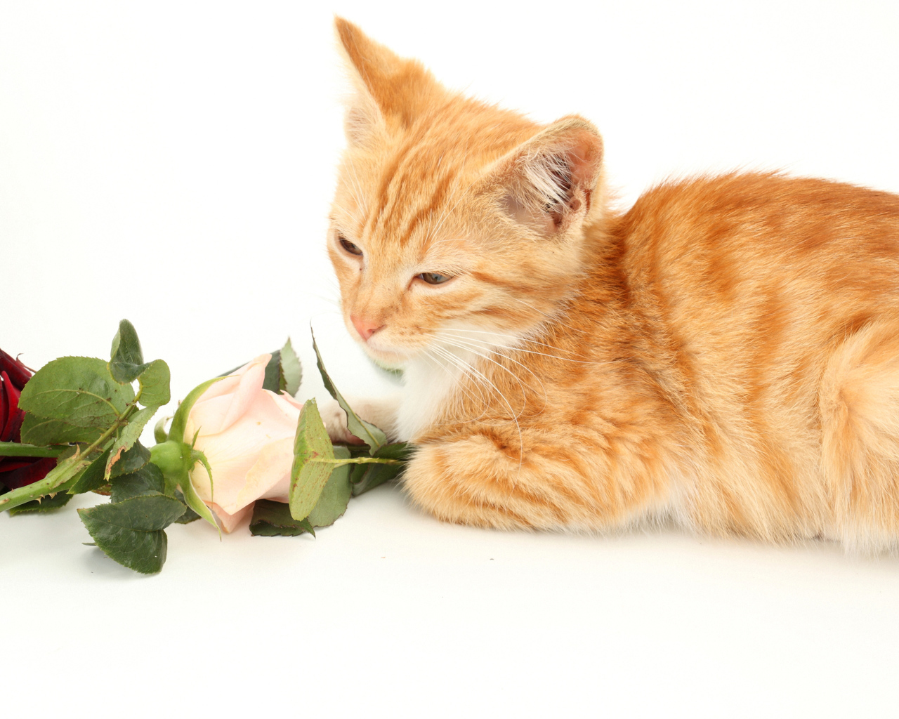 Милый рыжий котенок с розами на белом фоне