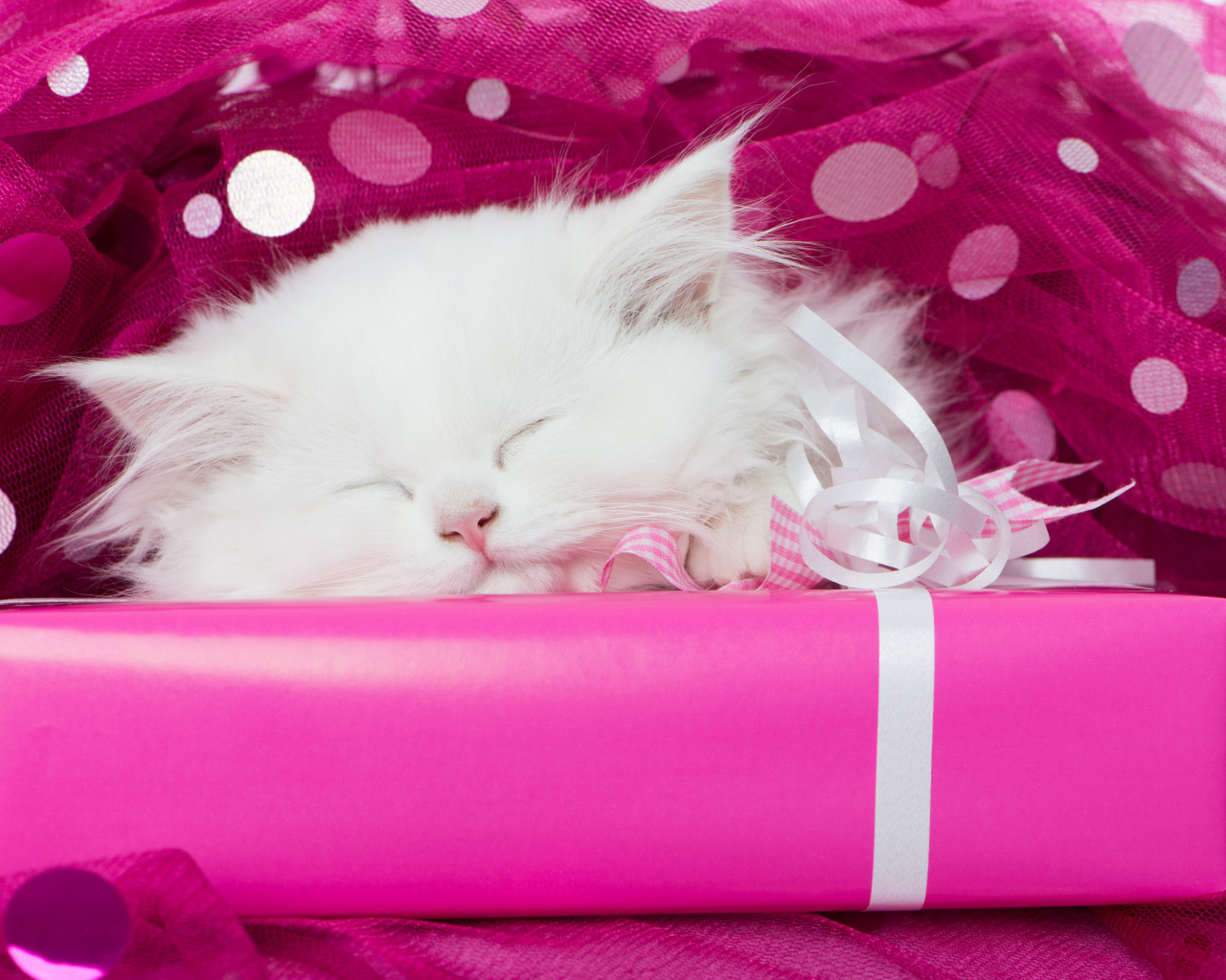 Пушистый белый котенок спит на розовой подарочной коробке