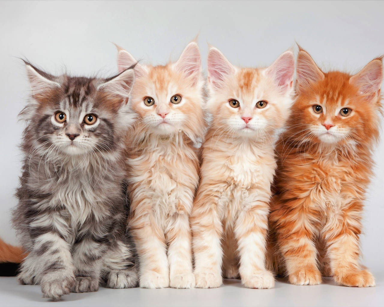 Четыре красивых рыжих котенка породы мейн-кун