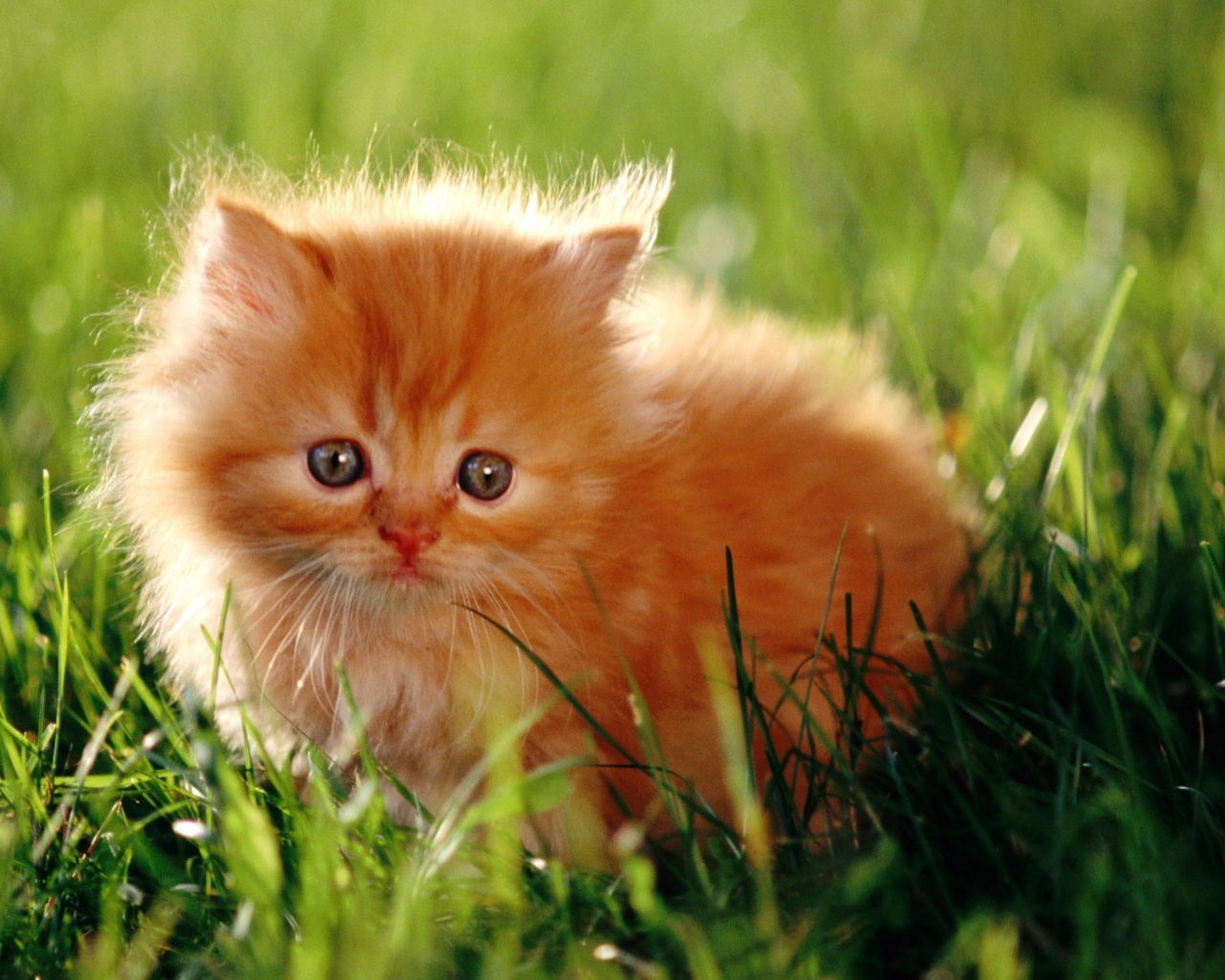 Испуганный пушистый рыжий котенок в зеленой траве