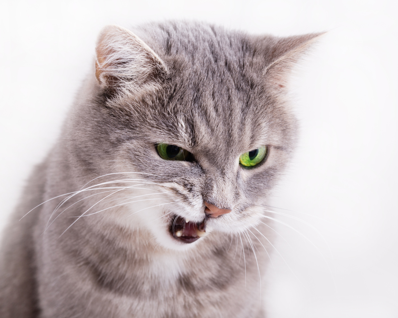 Хмурый взгляд серой кошки на белом фоне