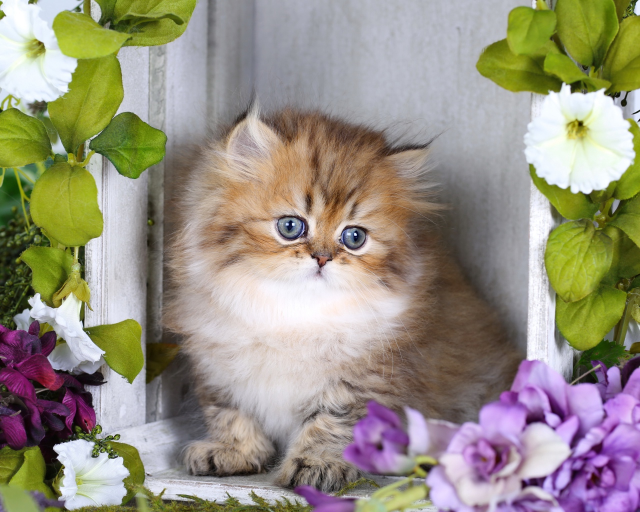 Забавный пушистый котенок с цветами