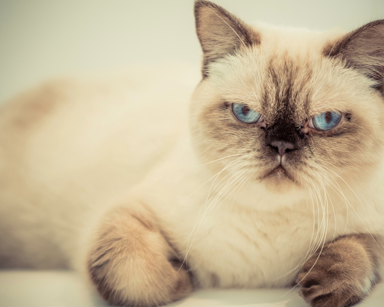 Хмурый красивый голубоглазый кот