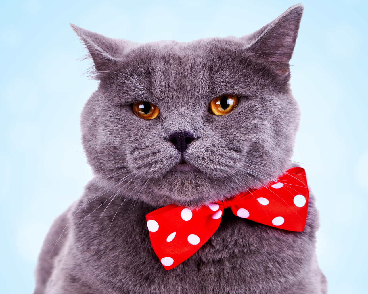 Серый британский кот с большим красным бантом в горошек