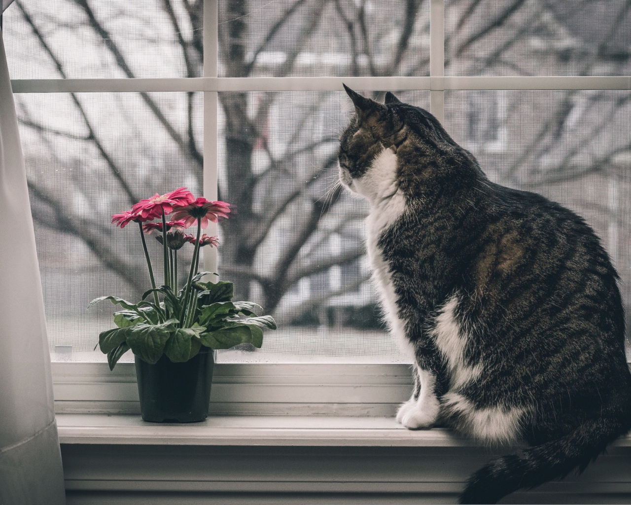 Серый кот и цветок на подоконнике 
