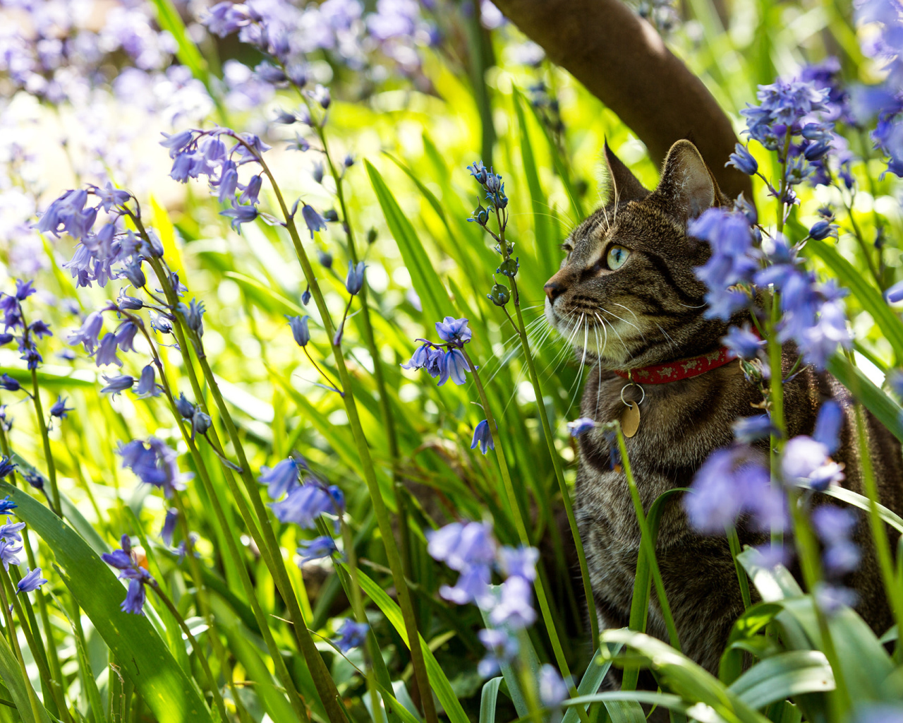 Серый кот в ошейнике сидит в голубых цветах