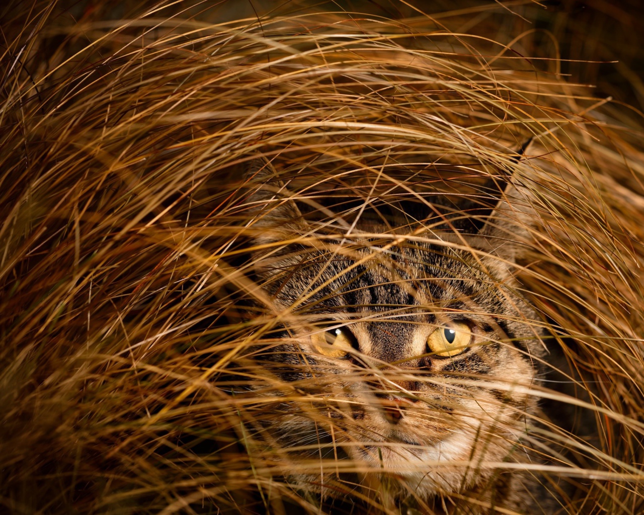 Серый кот в высокой сухой траве 