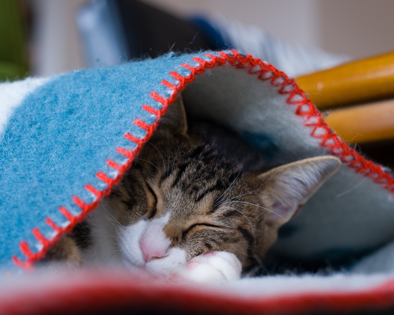 Серый кот спит под теплым одеялом