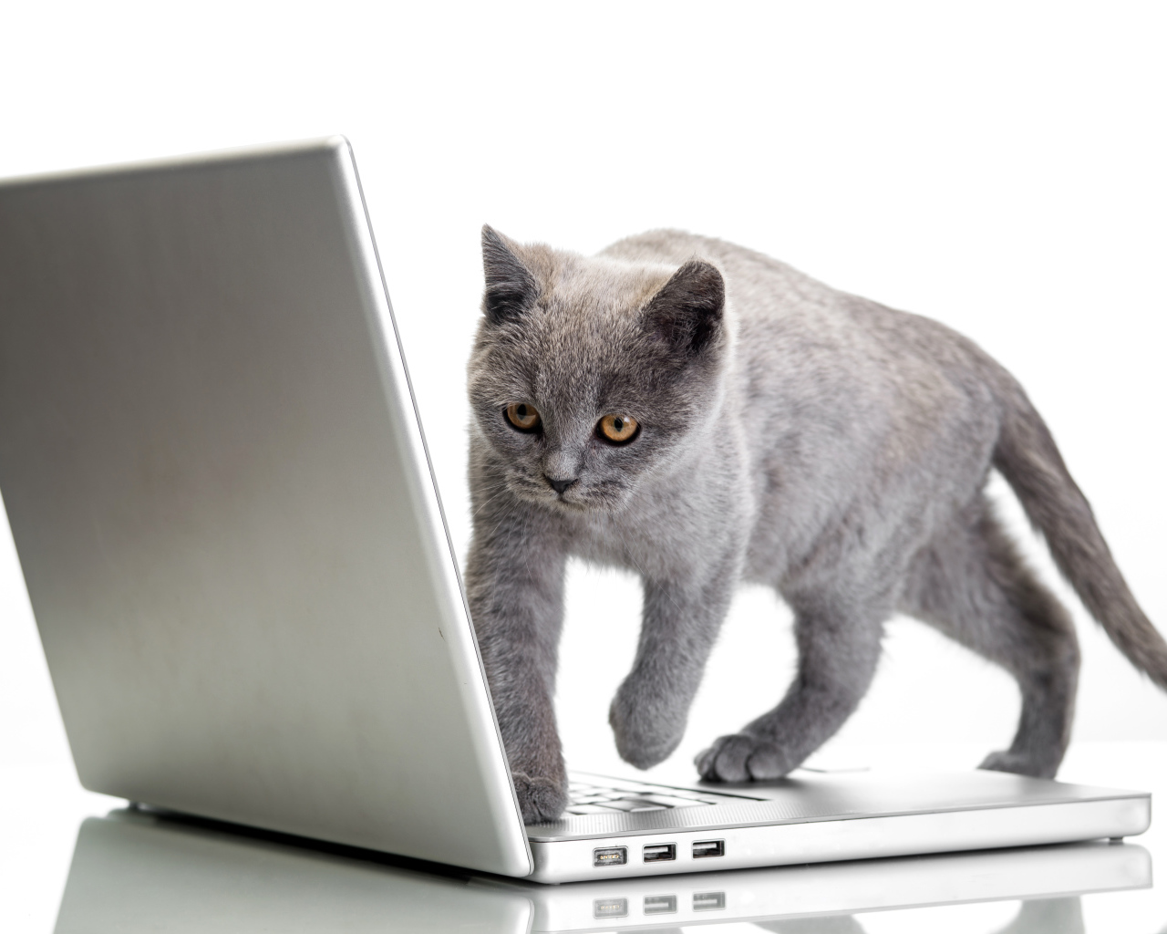 Серый кот стоит на ноутбуке на белом фоне