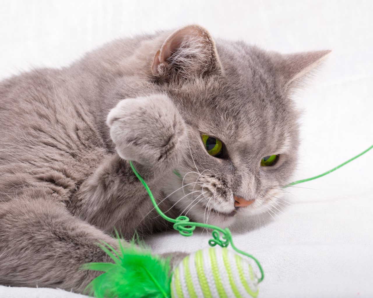 Серый зеленоглазый кот играет с игрушкой на белом фоне