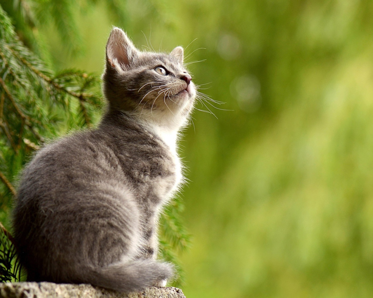 Заинтересованный взгляд маленького серого котенка