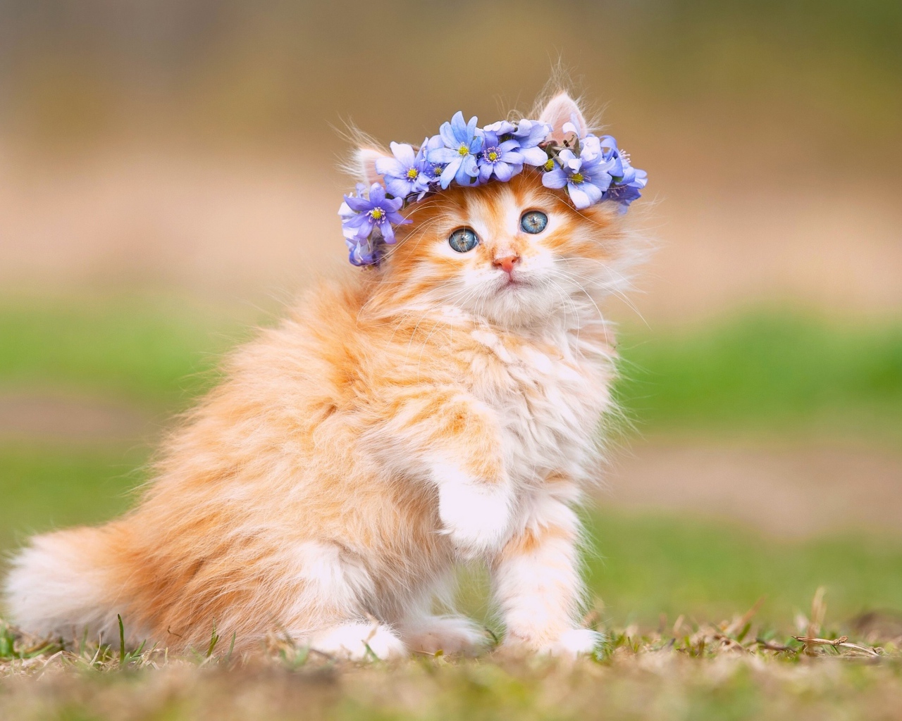 Маленький рыжий котенок с цветами на голове