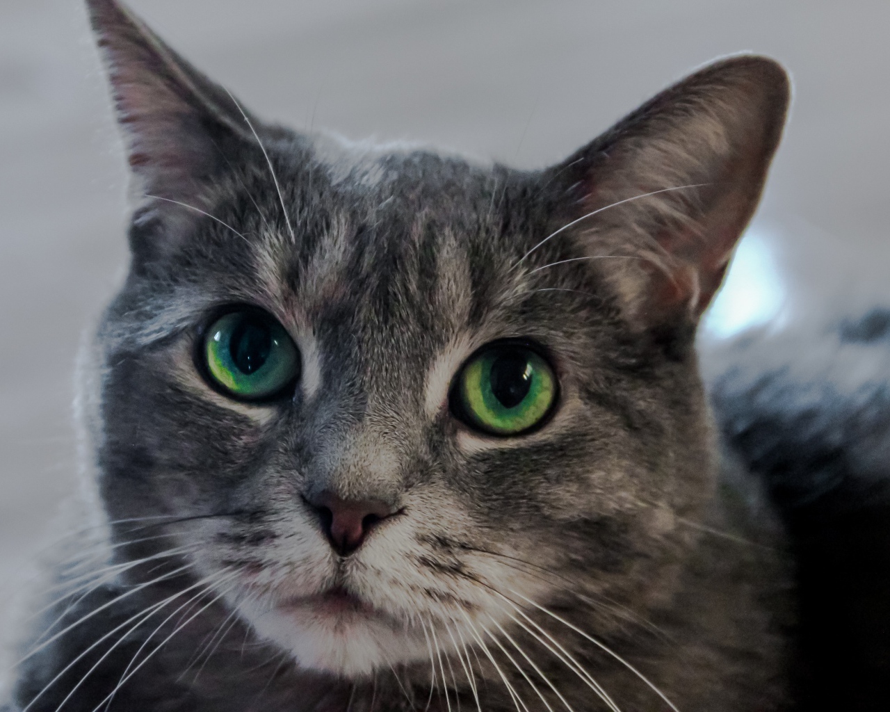 Морда серого кота с большими зелеными глазами 