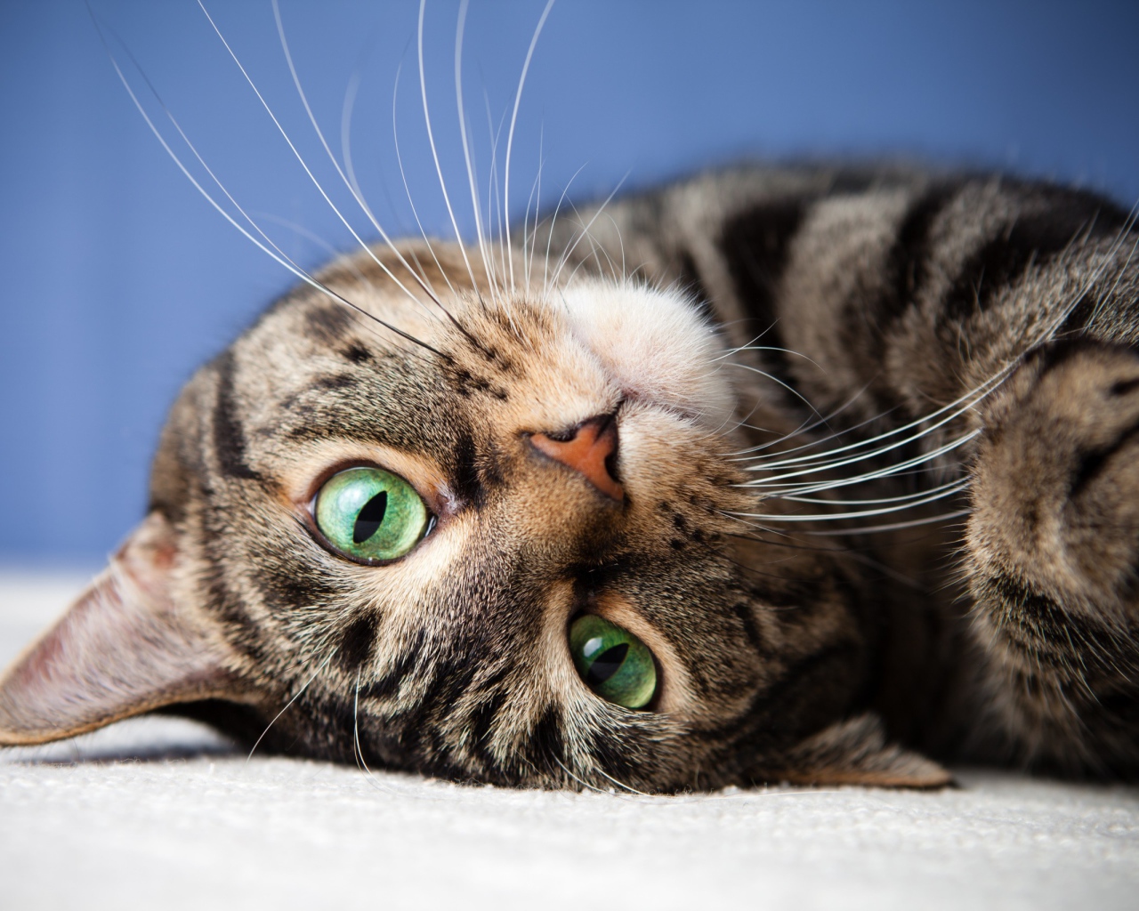 Морда серого полосатого кота с зелеными глазами 