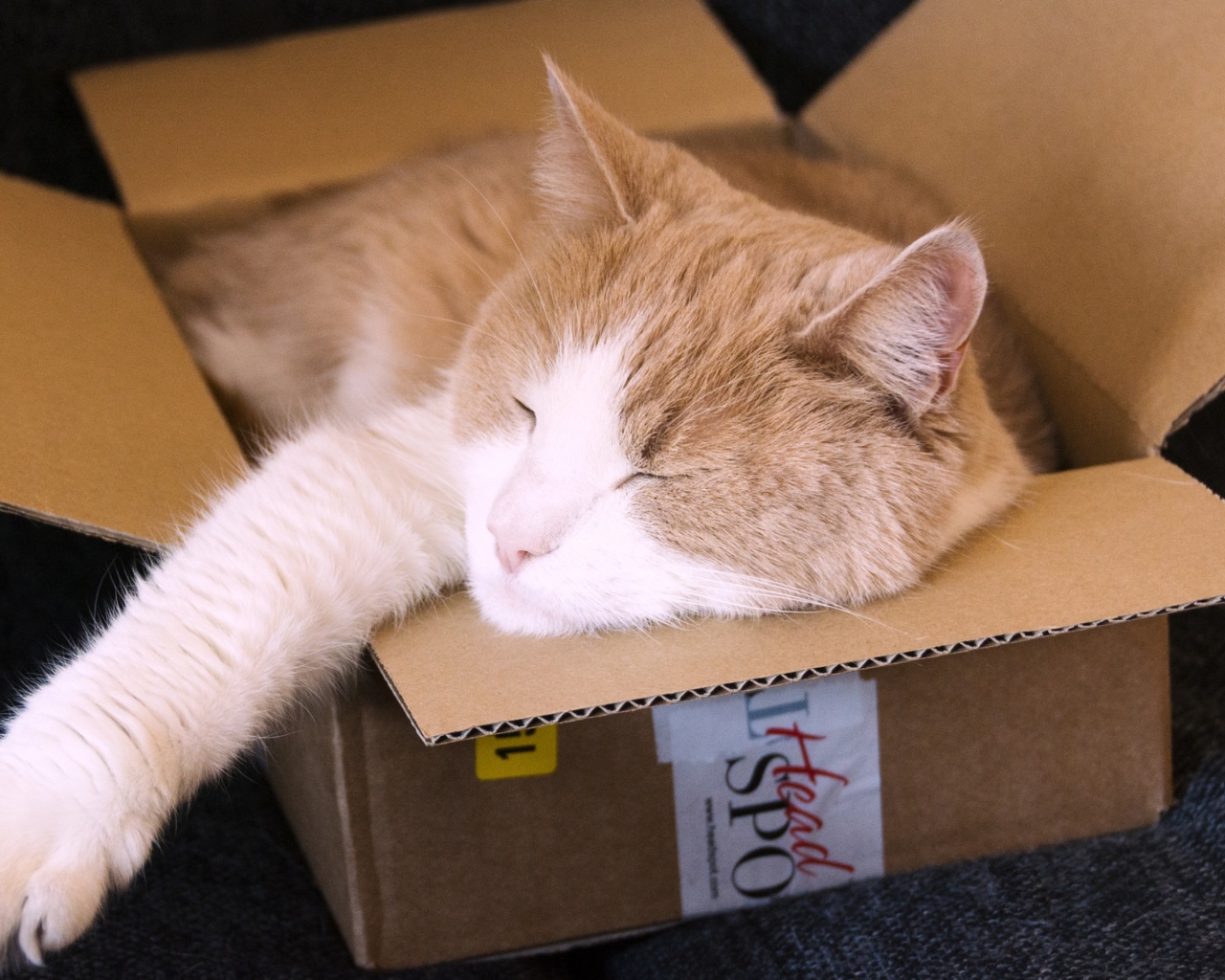 Red cat sleeps in a cardboard box Desktop wallpapers 1280x1024