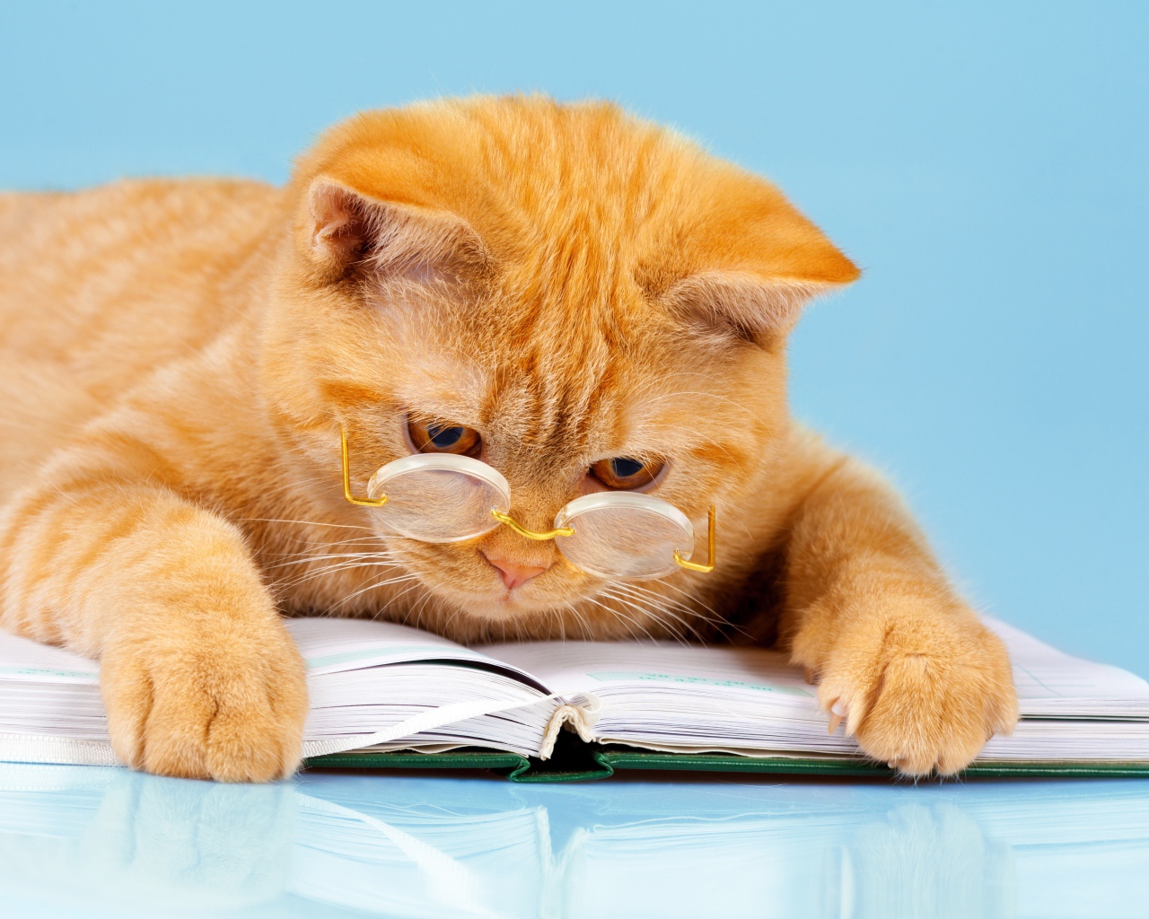 Рыжий забавный кот в очках с книгой 