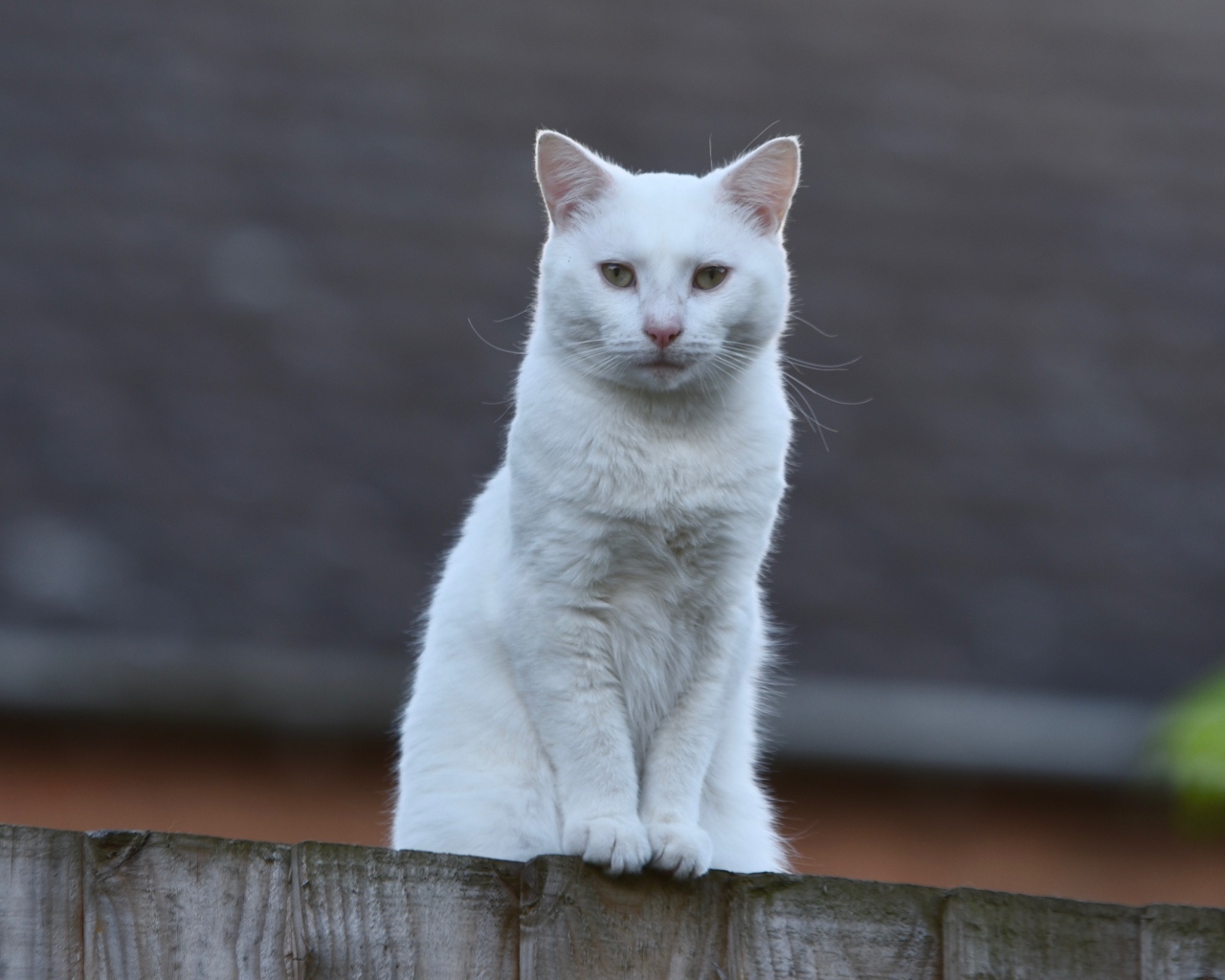 Грустный белый кот сидит на заборе