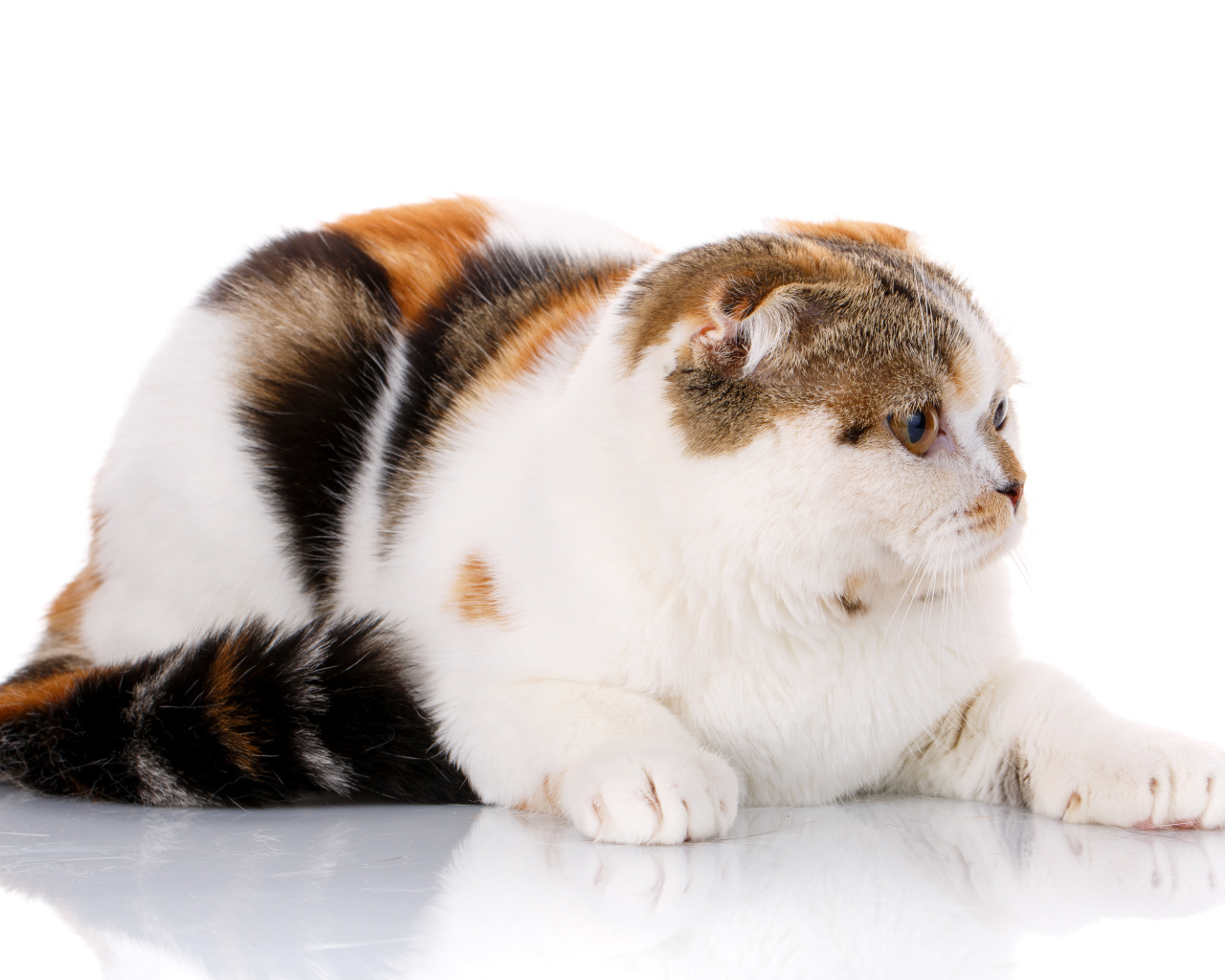 Трехцветная кошка породы Скоттиш-фолд на белом фоне