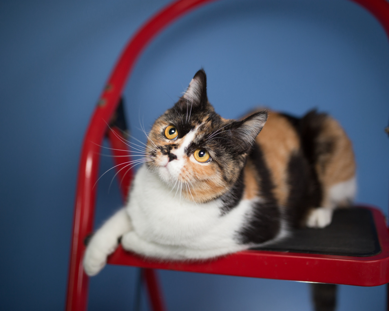 Трехцветная забавная кошка сидит на красном стуле