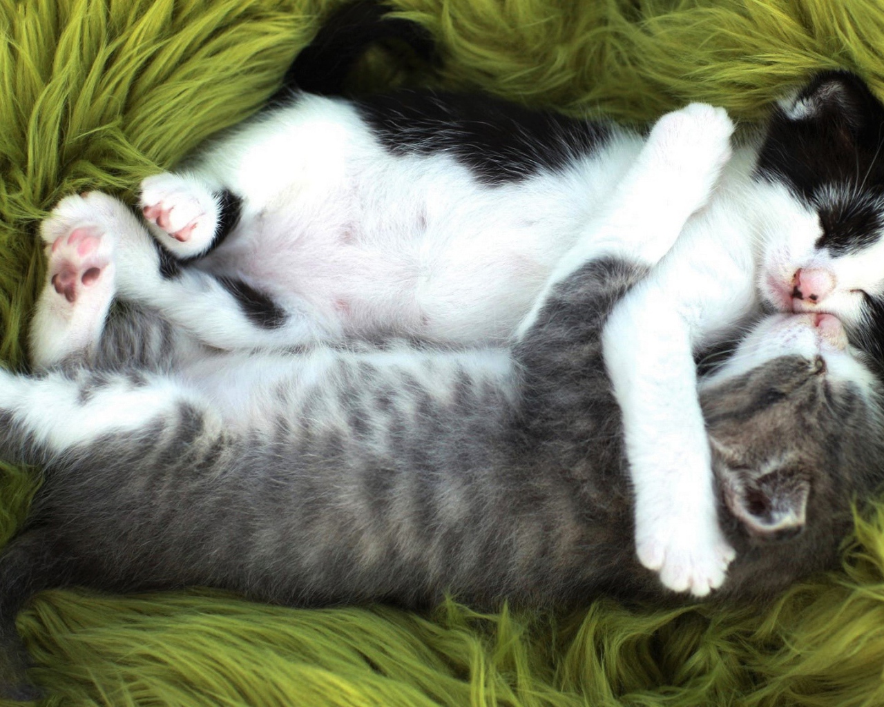Два маленьких забавных котенка спят обнявшись