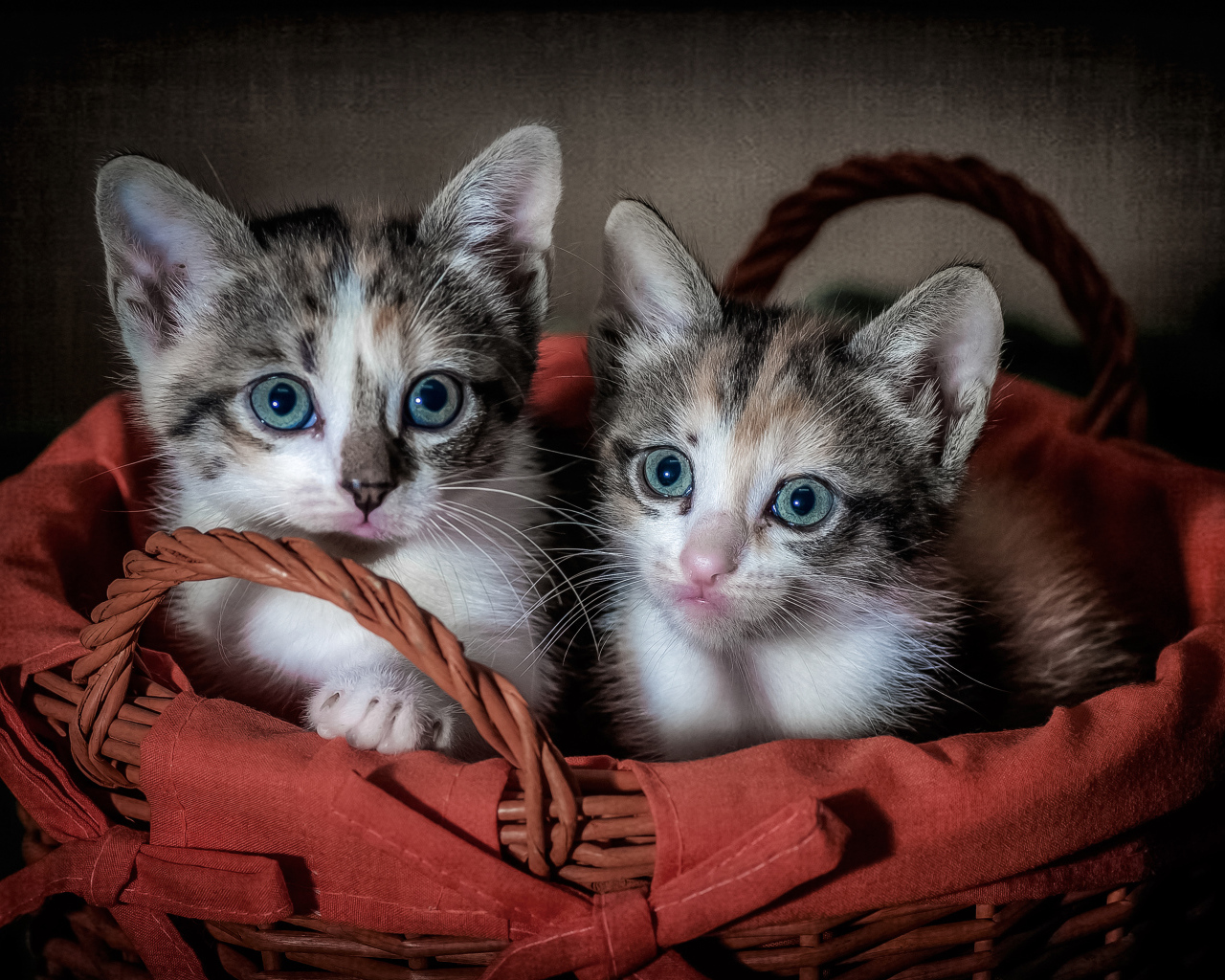 Два маленьких котенка в большой корзине 