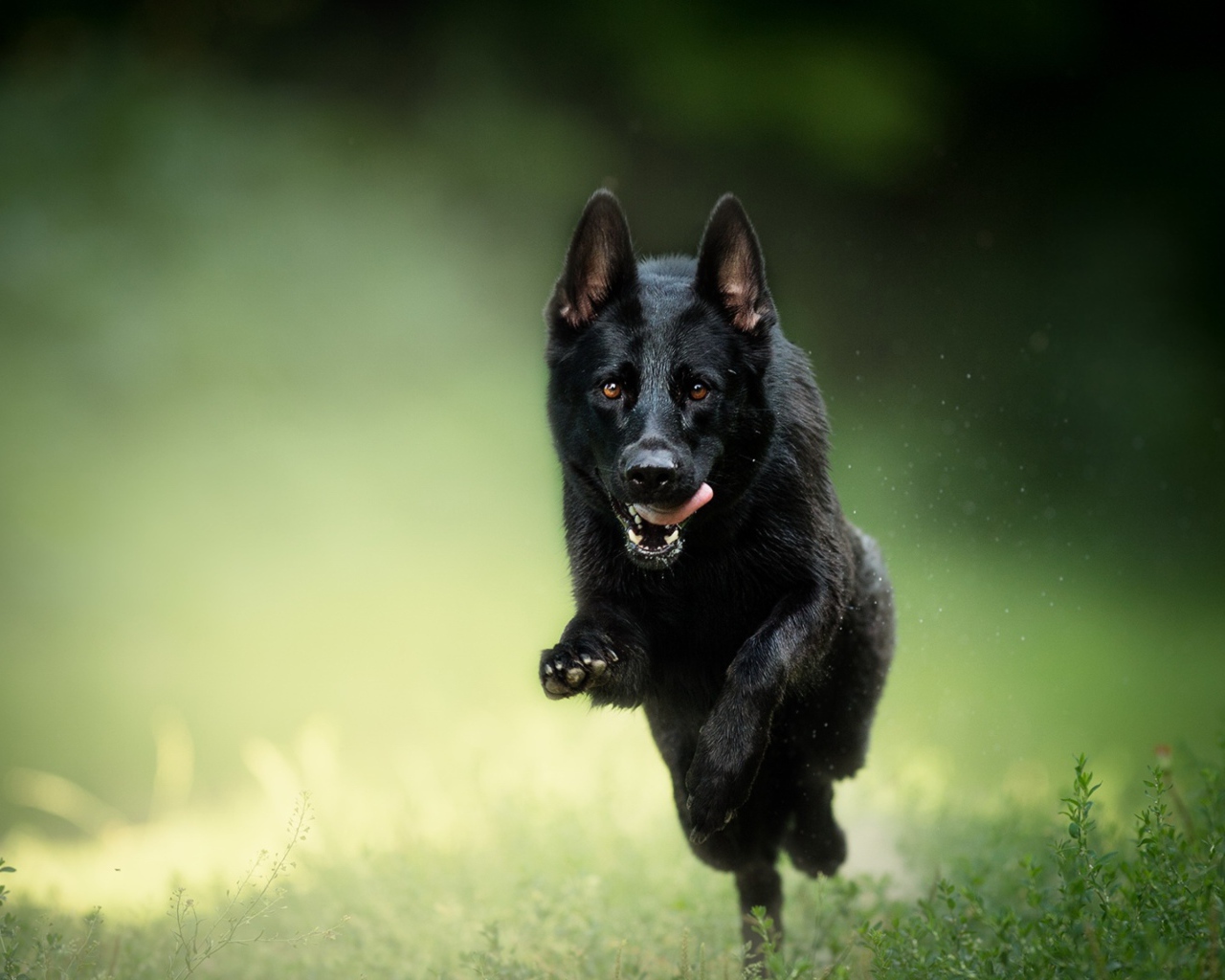 Черная овчарка бежит по траве с высунутым язык