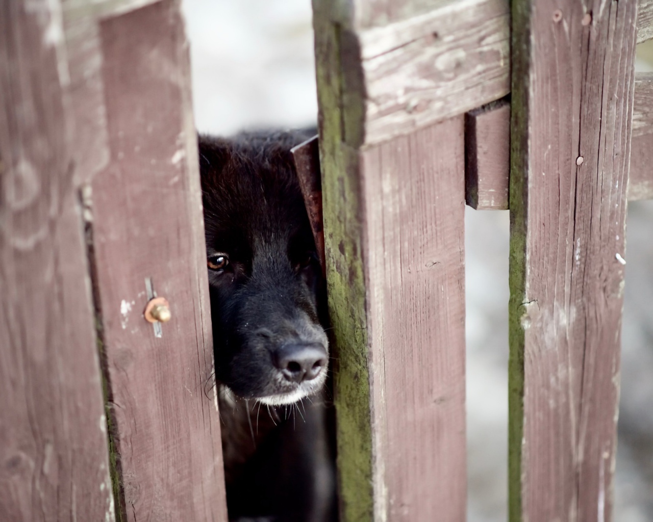 Любопытный черный пес заглядывает в щель в заборе