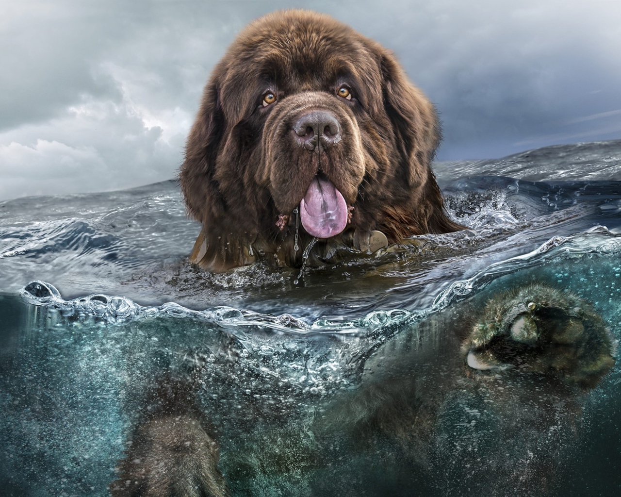 Большая собака породы ньюфаундленд плавает в воде