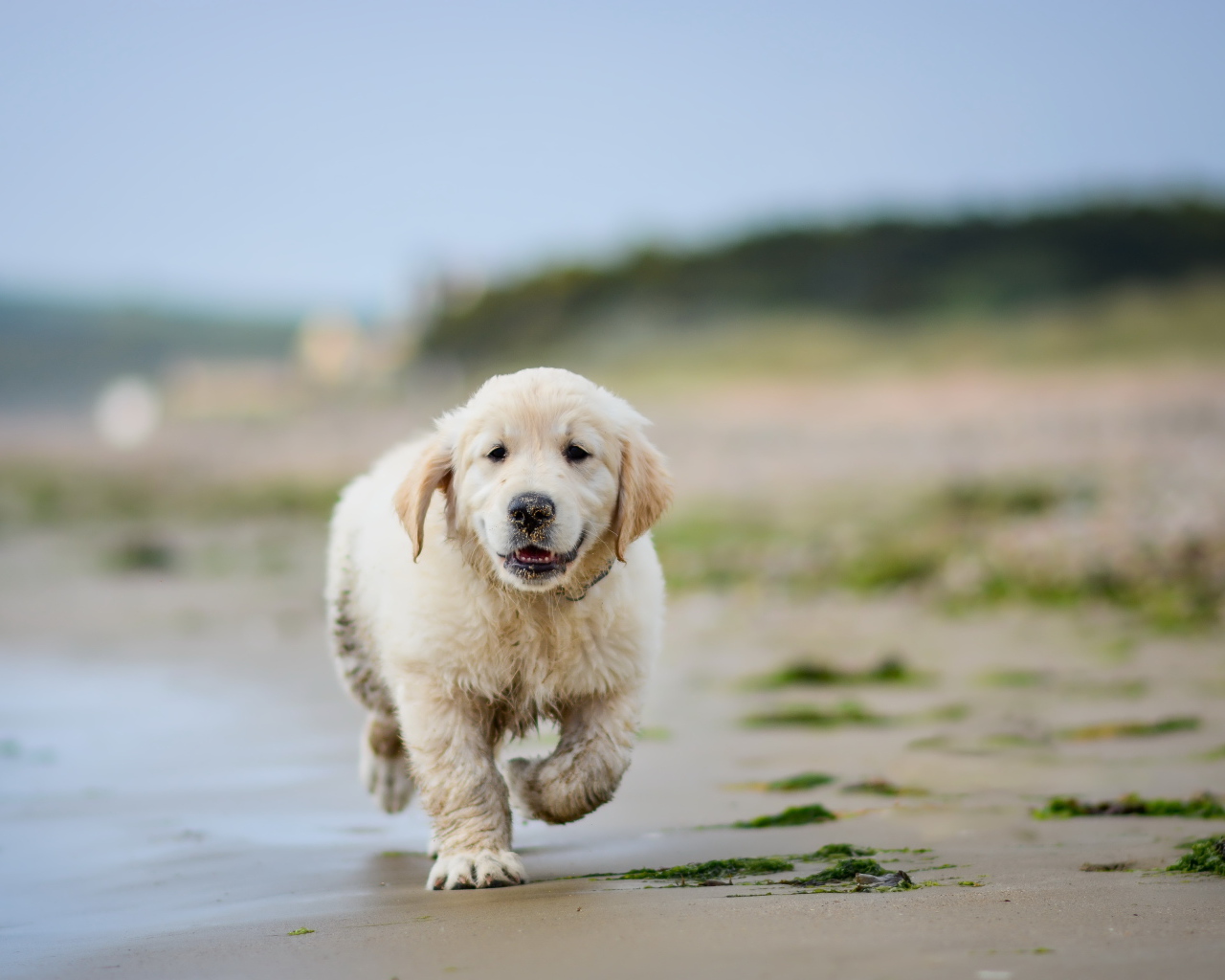 Маленький щенок золотистого ретривера бежит по мокрому песку