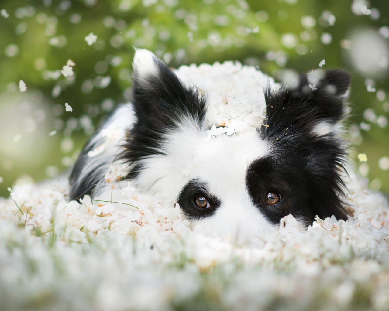 Собака породы Бордер-колли лежит на белых цветах 