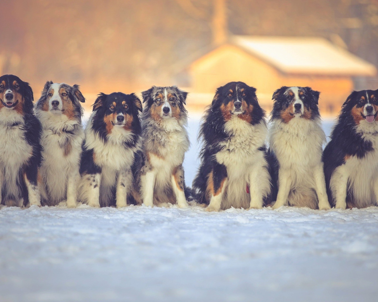 Собаки породы английская овчарка на снегу 