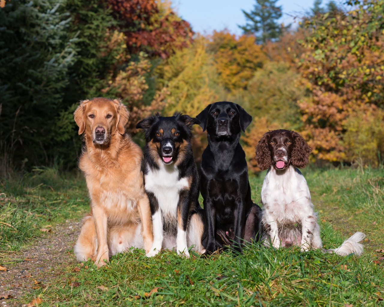 Четыре собаки пород Лабрадор, Бордер-колли, Ретривер, Спаниель сидят на  траве