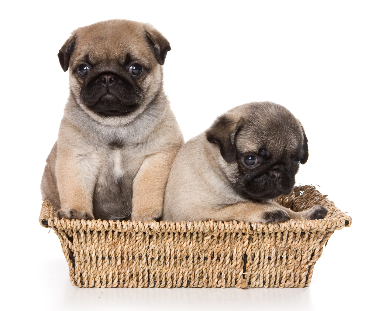 Два маленьких щенка мопса в корзине на белом фоне
